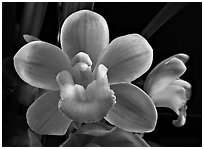 Cymbidium Sarah Jean 'Trish' Flower. A hybrid orchid (black and white)