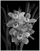 Cymbidium Scott's Sunrise. A hybrid orchid ( black and white)