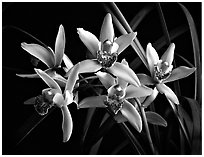 Cymbidium Showgirl 'Malibu'. A hybrid orchid (black and white)