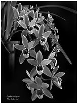 Cymbidium Squirt 'Mem. Esther Loo'. A hybrid orchid (black and white)