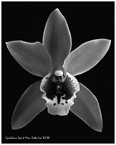 Cymbidium Squirt 'Mem. Esther Loo' Flower. A hybrid orchid (black and white)
