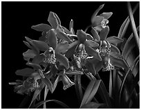 Cymbidium Strathdon 'Chailey Red'. A hybrid orchid (black and white)