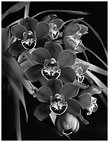 Cymbidium Street Hawk 'Mem. Tom Hank'. A hybrid orchid (black and white)