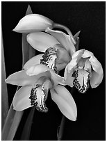 Cymbidium Summer Love 'Petra'. A hybrid orchid (black and white)