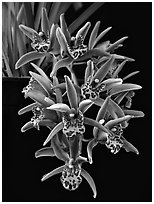 Cymbidium Tea Time 'Somersby Falls'. A hybrid orchid ( black and white)