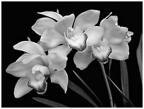 Cymbidium Tese Gorszwick 'Yeah'. A hybrid orchid (black and white)