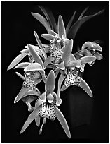 Cymbidium Tiger Moth '!'. A hybrid orchid (black and white)