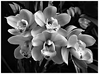 Cymbidium Tontos Target. A hybrid orchid (black and white)