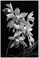 Cymbidium Valentine Love 'Spring Scent'. A hybrid orchid (black and white)