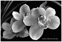 Cymbidium Valley Picture 'Ayers Rock'. A hybrid orchid (black and white)