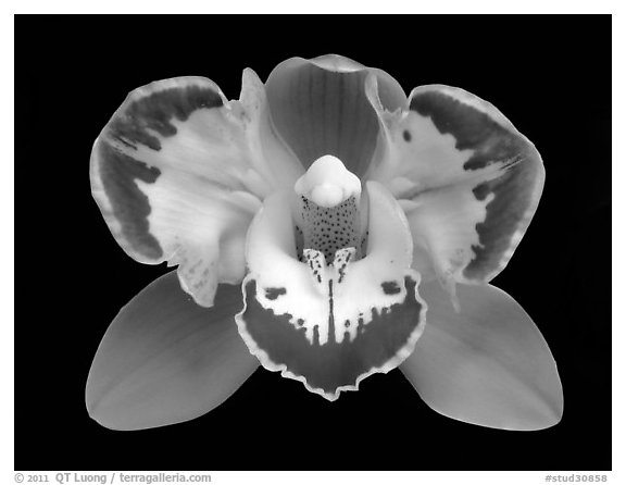 Cymbidium Vidar 'Halerquin' Flower. A hybrid orchid (black and white)