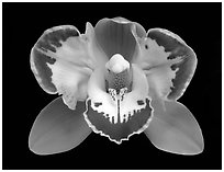 Cymbidium Vidar 'Halerquin' Flower. A hybrid orchid (black and white)
