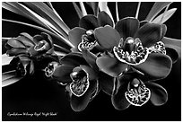 Cymbidium Willunga Regal 'Night Shade'. A hybrid orchid (black and white)