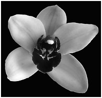 Cymbidium Yai 'Monica' Flower. A hybrid orchid ( black and white)
