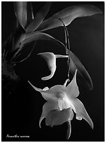 Aeranthes ramosa. A species orchid (black and white)
