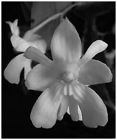 Dendrobium abberans flower. A species orchid (black and white)