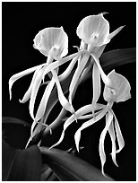 Encyclia cochliata v alba. A species orchid (black and white)