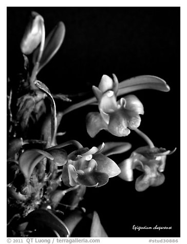 Epigeneium chaparense. A species orchid (black and white)