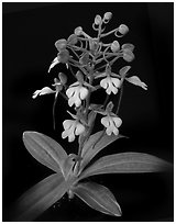 Habenaria rhodochiela. A species orchid (black and white)