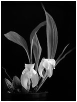 Ida ciliata. A species orchid (black and white)