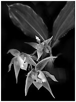 Kegeliella astropillosa. A species orchid ( black and white)