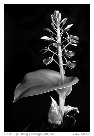 Liparis cordifolia. A species orchid (black and white)