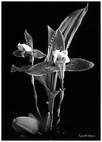 Lycaste debbie. A species orchid (black and white)