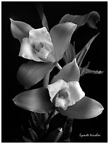 Lycaste tricolor plant. A species orchid (black and white)