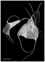 Masdevallia datura. A species orchid (black and white)