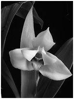 Maxillaria grandiflora. A species orchid (black and white)
