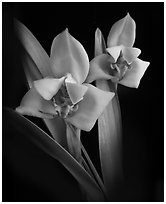 Maxillaria lehmannii. A species orchid ( black and white)