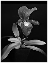 Paphiopedilum charlesworthii. A species orchid (black and white)