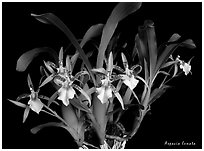 Aspacia lunata. A species orchid (black and white)