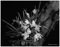 Capanemia micromera. A species orchid ( black and white)
