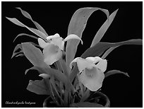 Chondrorhyncha lendyana. A species orchid (black and white)