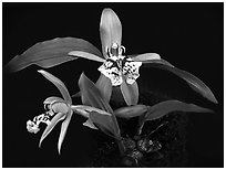 Coelogyne schilleriana. A species orchid ( black and white)