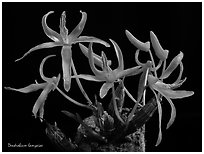 Dendrobium dekockii. A species orchid (black and white)