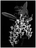 Dipteranthus pellucidus. A species orchid ( black and white)