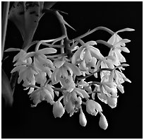 Epidendrum hugomendinae. A species orchid (black and white)