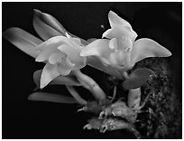 Eria reptans 'Matsudai'. A species orchid (black and white)
