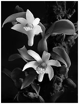 Eria rhombodais. A species orchid (black and white)