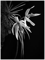 Leptotes bicolor. A species orchid (black and white)