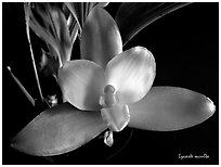 Lycaste occulta. A species orchid ( black and white)