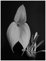 Masdevallia veitchiana. A species orchid (black and white)
