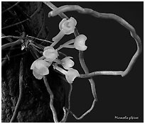 Microcoelia gilpinae. A species orchid ( black and white)