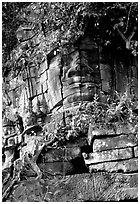 Stone face invaded by vegetation, Angkor Thom complex. Angkor, Cambodia ( black and white)