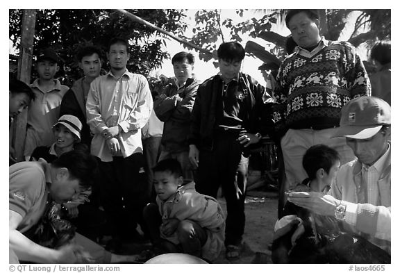 Coaches take care of wounded roosters after fighting. Luang Prabang, Laos (black and white)