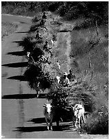Cow wagons. Mount Popa, Myanmar (black and white)