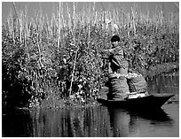 Harvesting apples on the floating gardens. Inle Lake, Myanmar ( black and white)