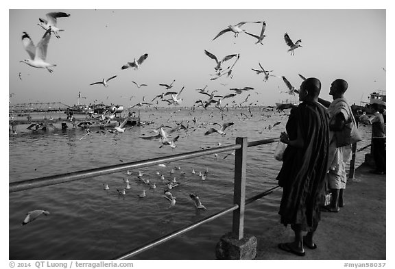 Seagulls flying as monks feed them from Botataung pier. Yangon, Myanmar (black and white)